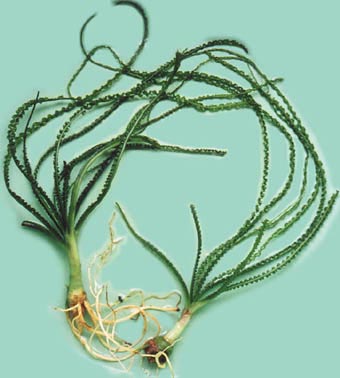Crinum calamistratum